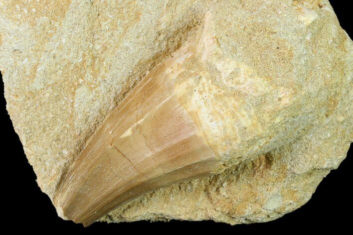 Bargain, Mosasaur (Mosasaurus) Tooth In Rock - Morocco #140718